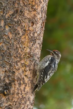 Isolated American Red woodpecker on a tree