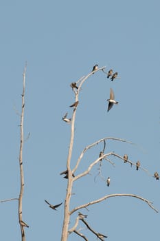 A lot of swallow swift on a tree