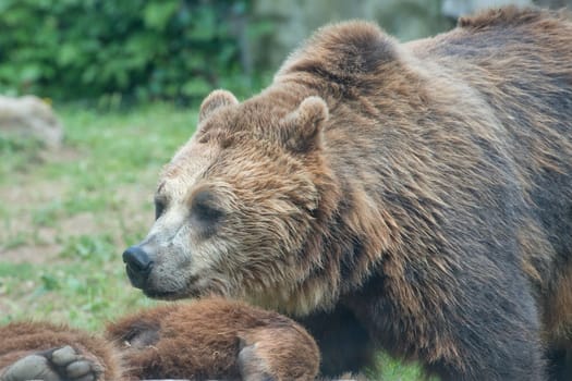 Two Black grizzly bears while playing