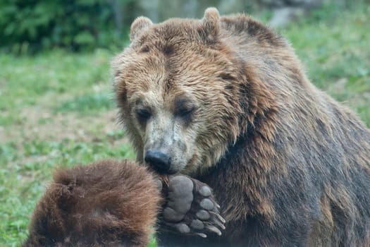 Two Black grizzly bears while playing