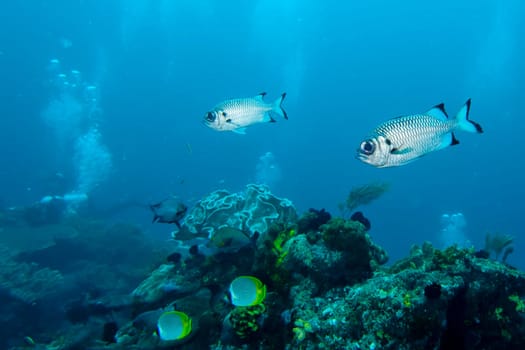 Two fishes portrait in underwater realms of Raja Ampat, Papua Indonesia