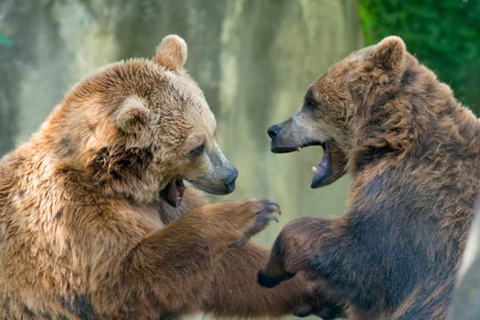 Two black grizzly bears while fighting close up portrait