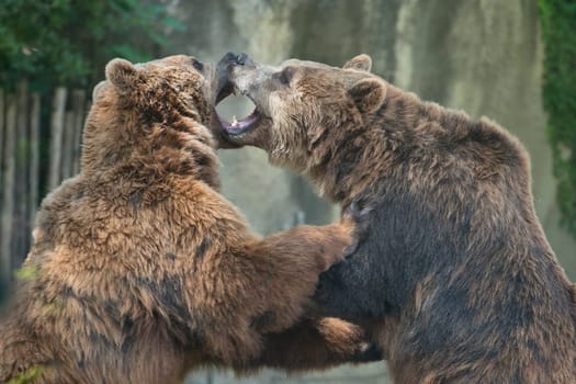 Two Black grizzly bears while fighting