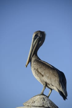 Pelican portrait on the sky background