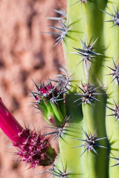 Cactus thorn macro detail