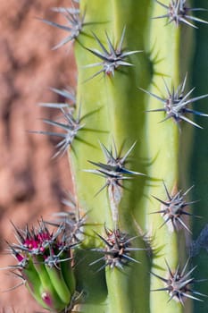 Cactus thorn macro detail