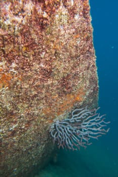 Ship Wreck underwater while diving