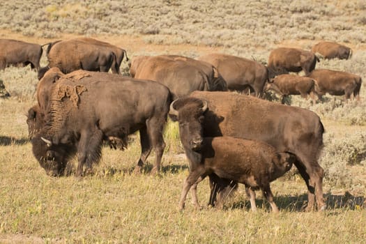 Buffalos in Yellowstone Lamar valley during summer time while looking at you