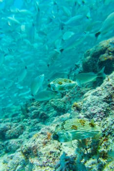 Inside a giant travelly tuna school of fish close up in the deep blue sea