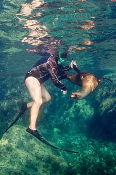 sea lion seal while playing with scuba diver 