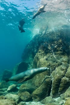 sea lion seal coming to you underwater