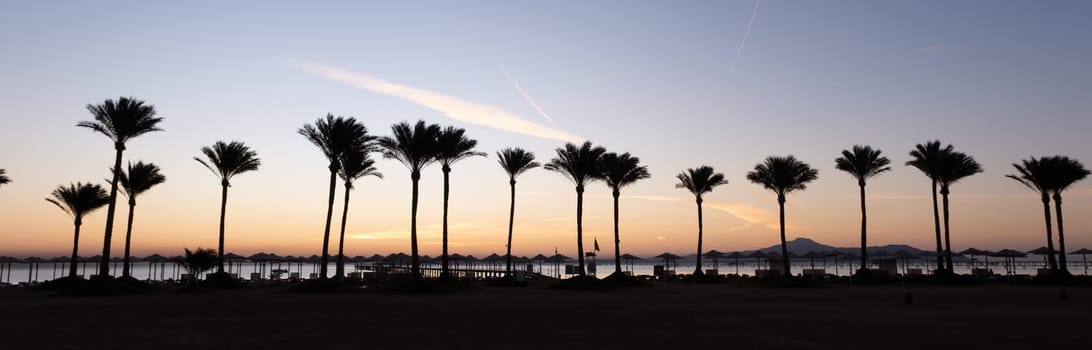 Silhouette coconut palm trees on beach at sunset