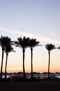 Silhouette coconut palm trees on beach at sunset