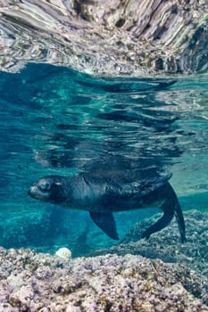 sea lion seal coming to you underwater