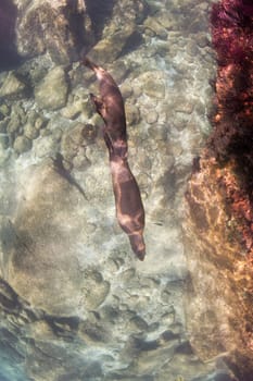 sea lion seal coming to you underwater