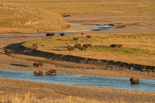 Buffalos in Yellowstone while crossing the river in Lamar valley during summer time