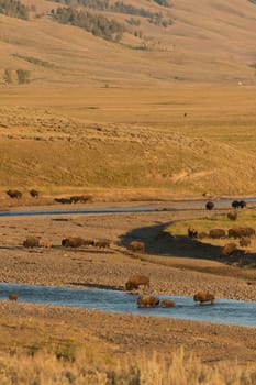 Buffalos in Yellowstone while crossing the river in Lamar valley during summer time