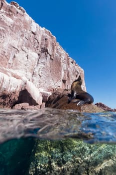 sea lion seal under and upper water looking at you on sunny day background