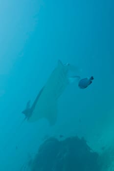 An isolated Manta in the blue sea background
