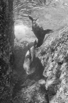 californian sea lion seal coming to you underwater