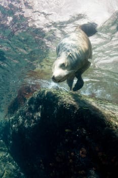 sea lion seal coming to you underwater