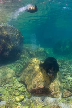 sea lion seal coming to you underwater