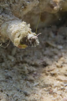 Goby fish close up portrait while scuba diving