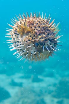 Inflated porcupine ball fish underwater