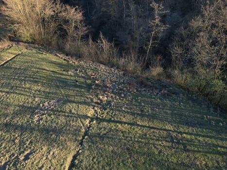 An Aerial view of herd of fallow deers from above