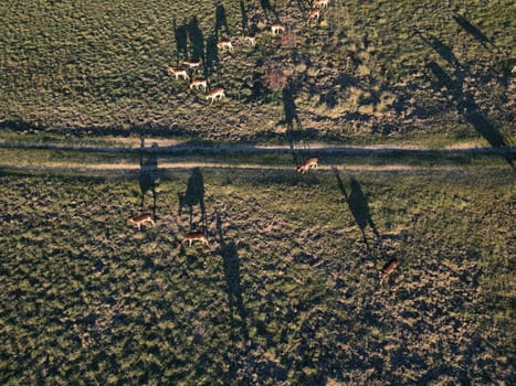 An Aerial view of herd of fallow deers from above