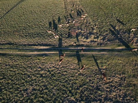 An Aerial view of herd of fallow deers from above