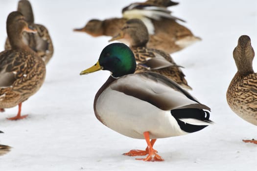 Male and female mallards stand in snow in winter