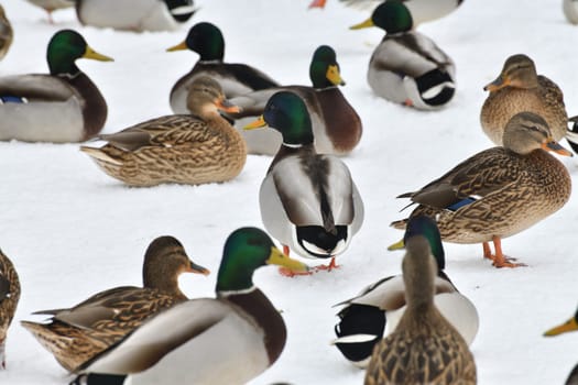 Male and female mallards stand in snow in winter