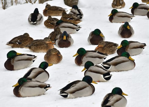 Male and female mallards in snow in winter