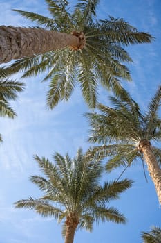 From below palm tree with green branches against cloudless blue sky in sunshine