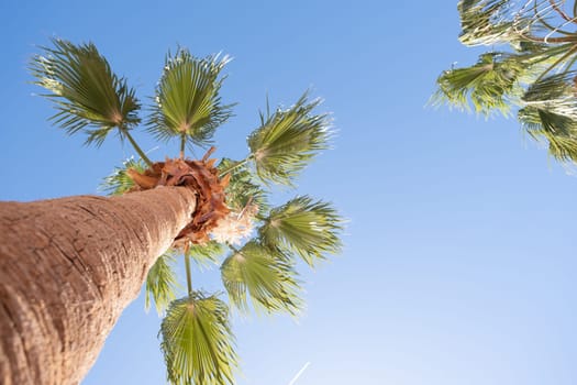 From below palm tree with green branches against cloudless blue sky in sunshine