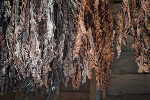 BROWN Tobacco leaves hang from the ceiling of a barn to dry