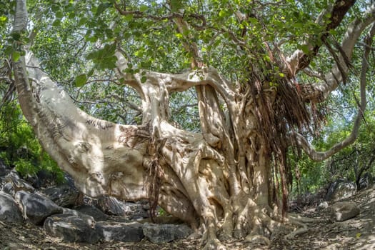 centenary old fig tree in baja california sur mexico