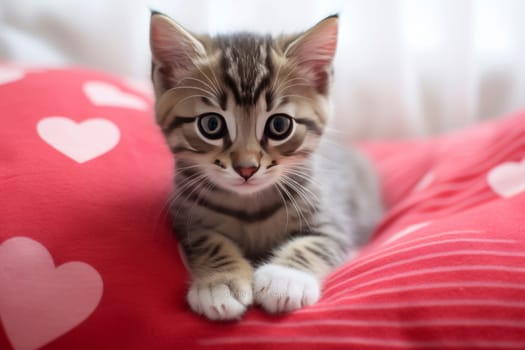 Kitten on Red Heart Pillow.