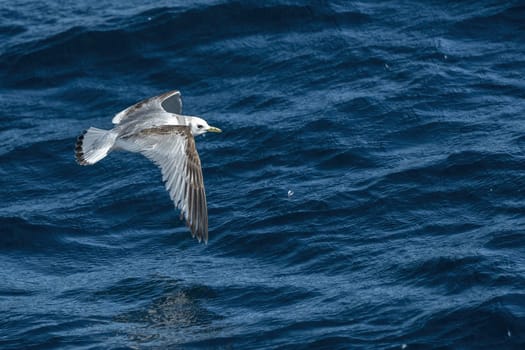 A Kittiwake Rissa tridactyla flying above the sea in Ligurian Mediterranean sea rare sighting