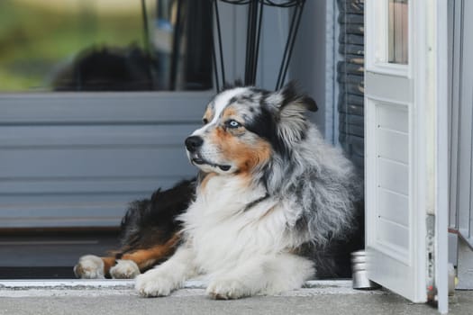 Australian shepherd dog rests near a house