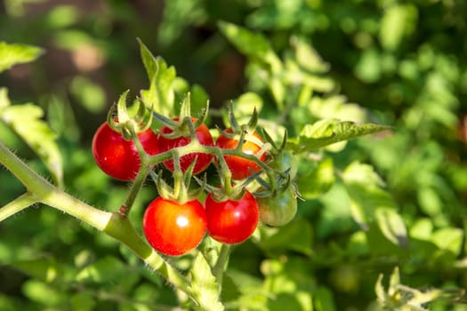 Cherry tomato cultivation in the vegetable garden. Close view