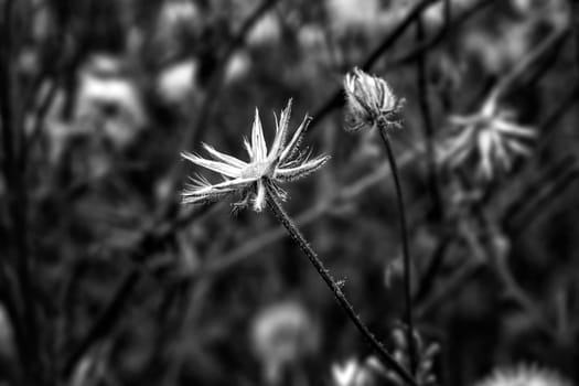 an old withered dandelion head. Black and white view