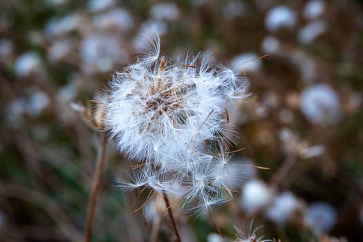 Dandelion head with many stamens stirred by the wind.