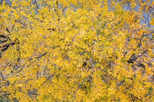 aerial top view of an autumn tree with yellow leaves