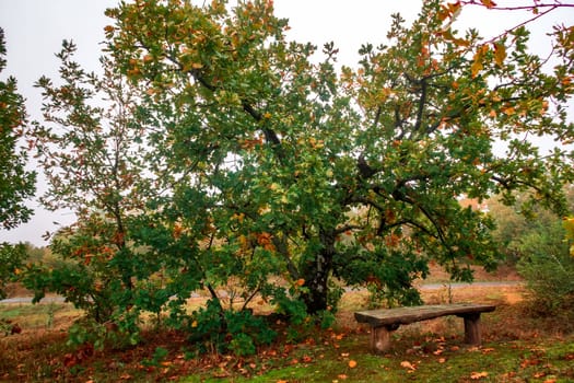 wooden bench near the beautiful big tree for rest