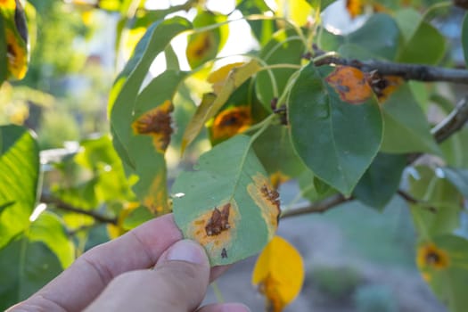 Pear leaf infected with gymnosporangium sabinae rust and Septoria Leaf Spot Septoria aegopodii. Man gardener hand hold.