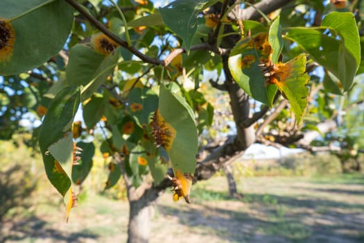 Pear leaves with Gymnosporangium sabinae is a species of rust fungus in the subdivision Pucciniomycotina. Known as pear rust, European pear rust, or pear trellis rust. Problem in gardening.