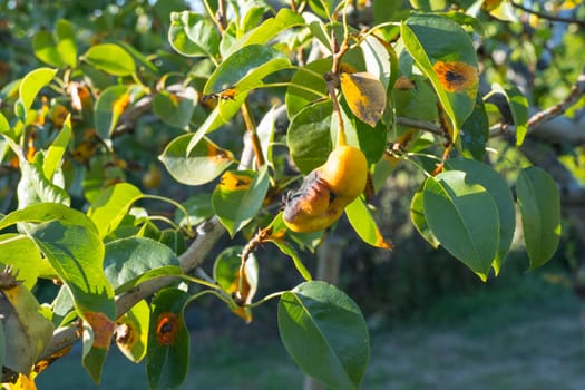 Rust on pear leaves. European pear rust is a fungal disease of pear trees.