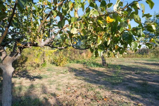 Pear leaves with Gymnosporangium sabinae is a species of rust fungus in the subdivision Pucciniomycotina. Known as pear rust, European pear rust, or pear trellis rust. Problem in gardening.